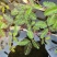 水生含羞草水培盆栽植物花卉净化水质微造景观室内外四季绿植