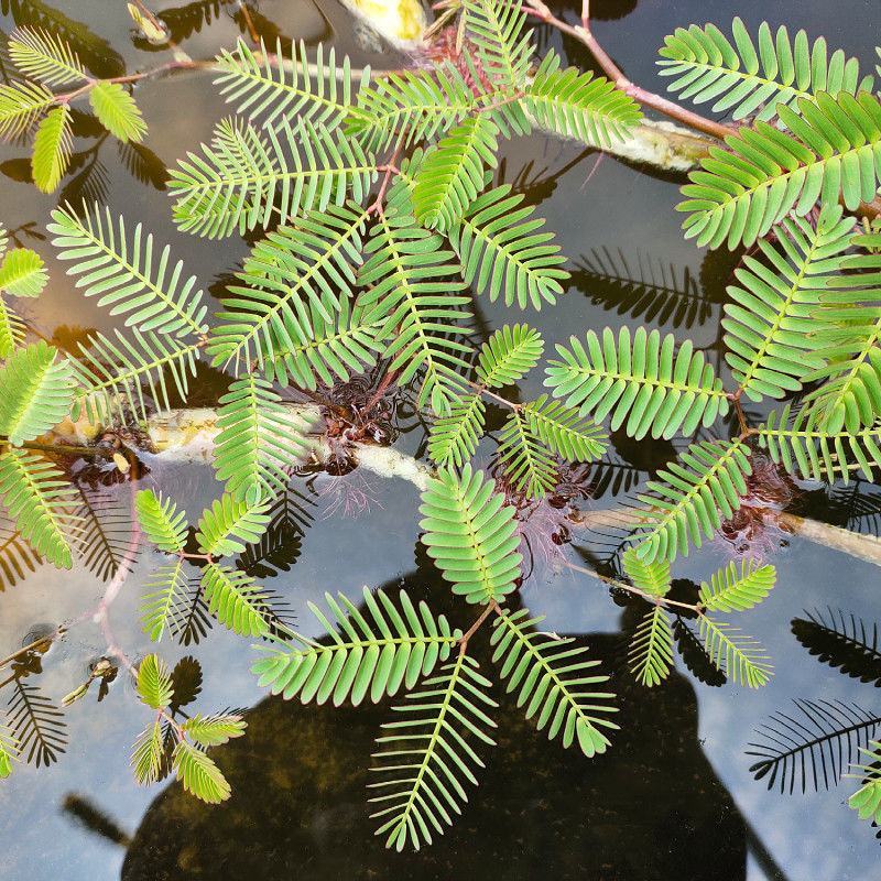 水生含羞草水培盆栽植物花卉净化水质微造景观室内外四季绿植