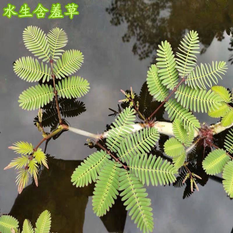 水生含羞草水培盆栽植物花卉净化水质微造景观室内外四季绿植