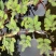 水生含羞草水培盆栽植物花卉净化水质微造景观室内外四季绿植