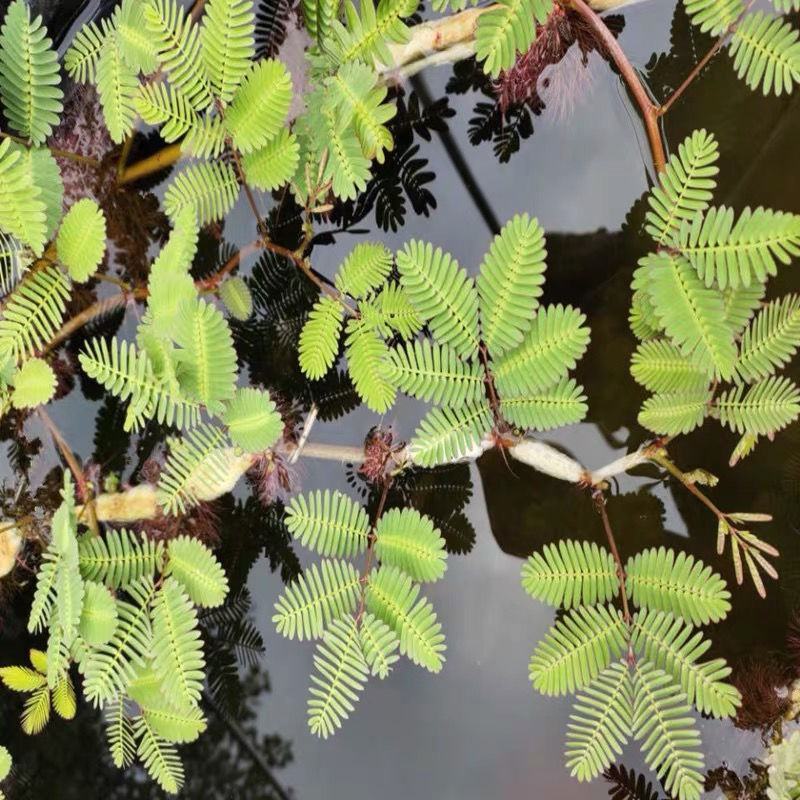 水生含羞草水培盆栽植物花卉净化水质微造景观室内外四季绿植