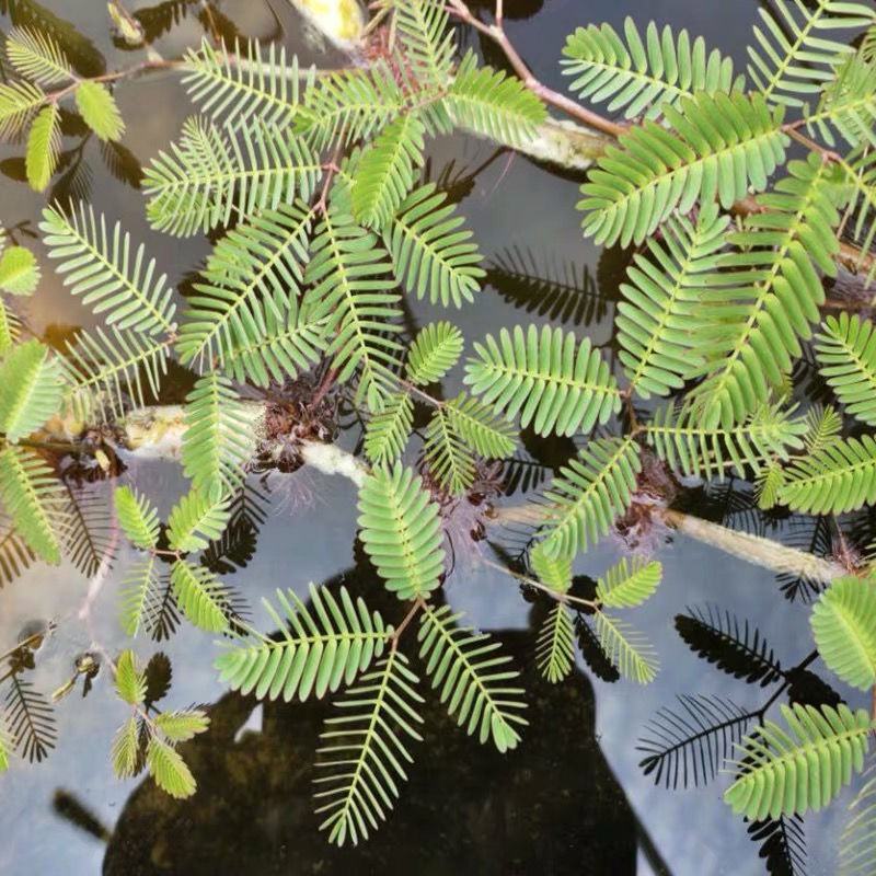 水生含羞草水培盆栽植物花卉净化水质微造景观室内外四季绿植