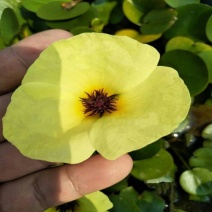 水金英水生花卉漂浮浮水水培植物鱼缸池塘庭院造景浮萍