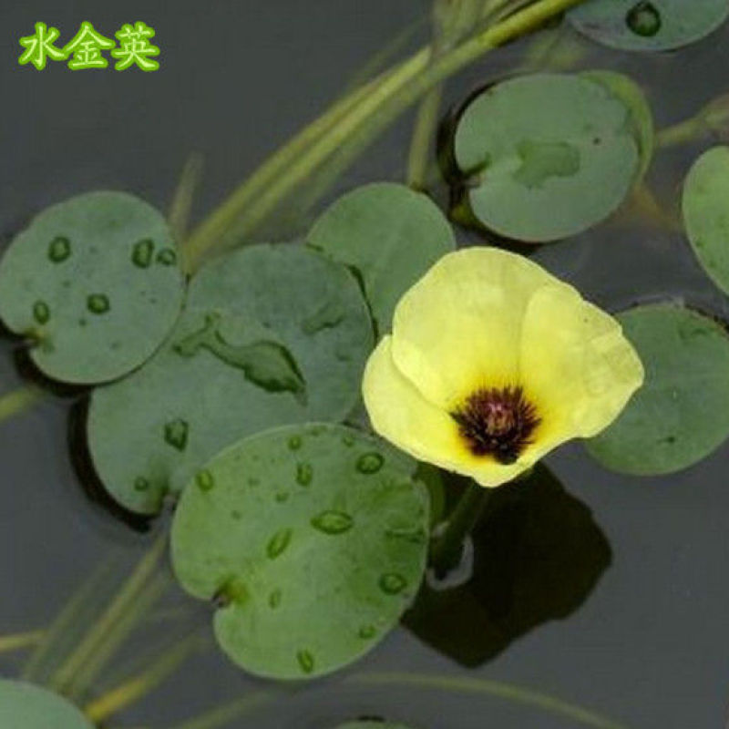 水金英水生花卉漂浮浮水水培植物鱼缸池塘庭院造景浮萍