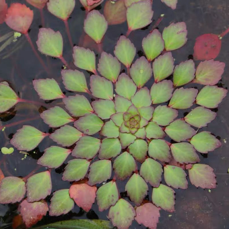 水上烟花黄花菱水丁香浮萍水草水生水培植物鱼缸花盆养殖