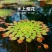 水上烟花黄花菱水丁香浮萍水草水生水培植物鱼缸花盆养殖
