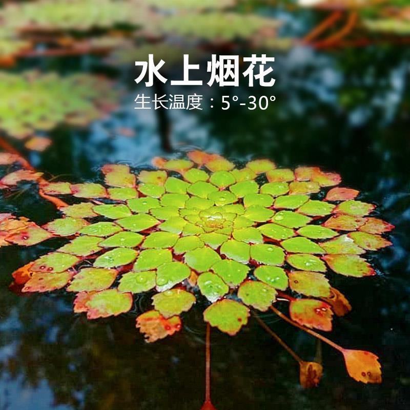 水上烟花黄花菱水丁香浮萍水草水生水培植物鱼缸花盆养殖
