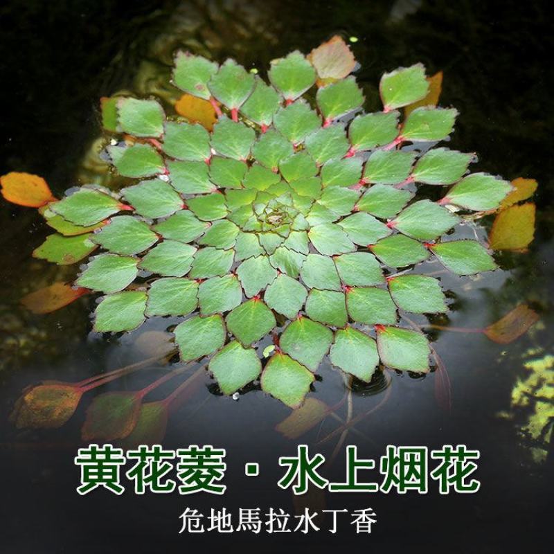 水上烟花黄花菱水丁香浮萍水草水生水培植物鱼缸花盆养殖