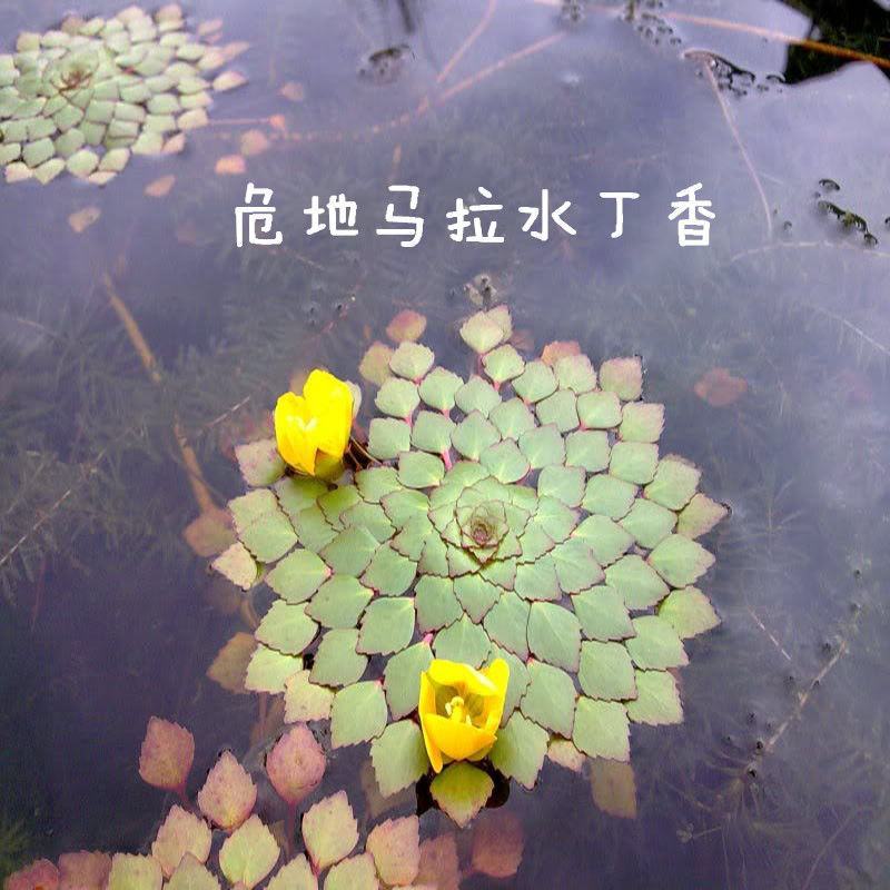 水上烟花黄花菱水丁香浮萍水草水生水培植物鱼缸花盆养殖
