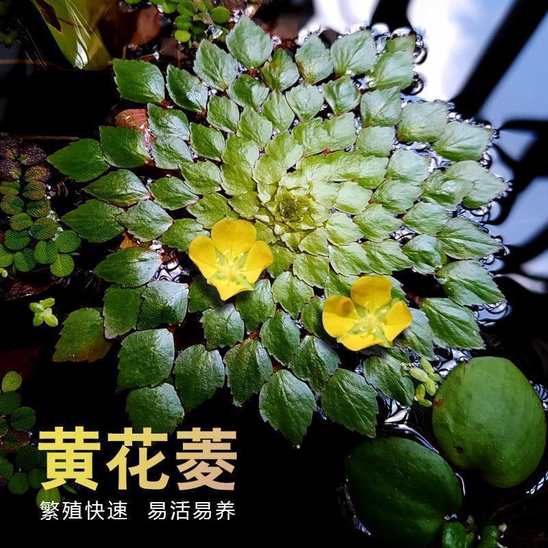 水上烟花黄花菱水丁香浮萍水草水生水培植物鱼缸花盆养殖