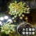 水上烟花黄花菱水丁香浮萍水草水生水培植物鱼缸花盆养殖