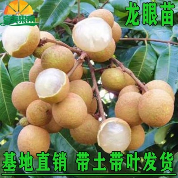 四季无核龙眼苗嫁接桂圆果树苗南方北方种植盆栽储良石峡龙眼