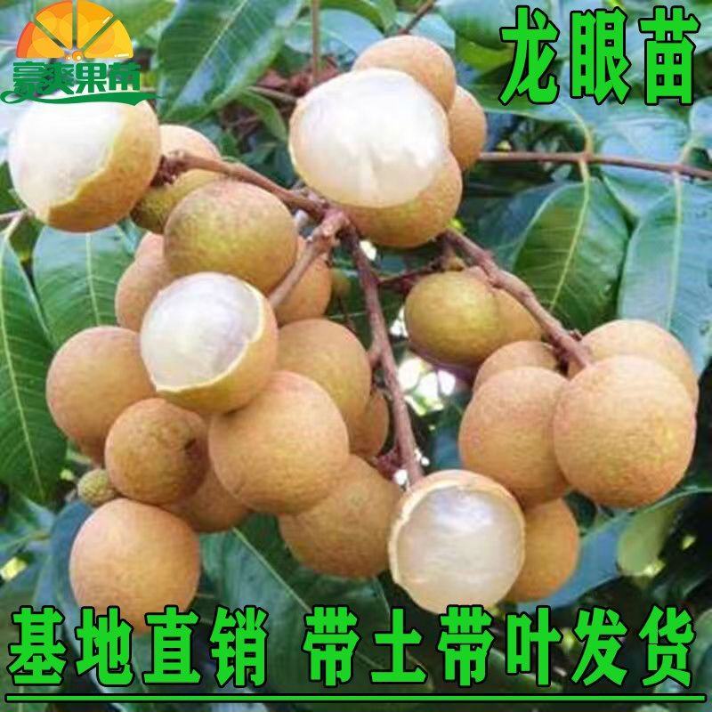 四季无核龙眼苗嫁接桂圆果树苗南方北方种植盆栽储良石峡龙眼