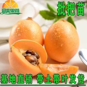 广西枇杷苗嫁接大五星枇杷果树苗南方北方水果苗带土带叶