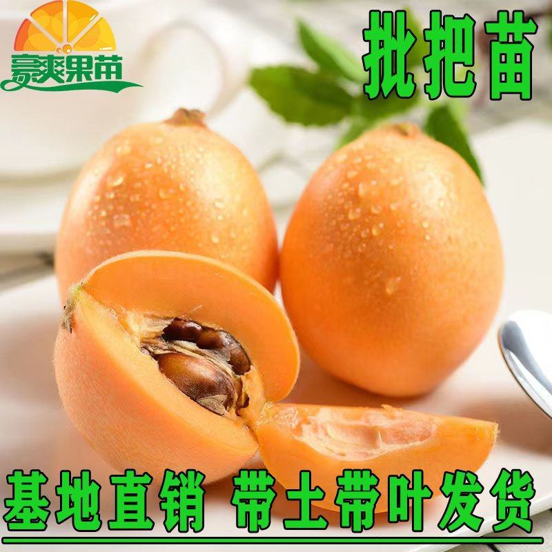 广西枇杷苗嫁接大五星枇杷果树苗南方北方水果苗带土带叶