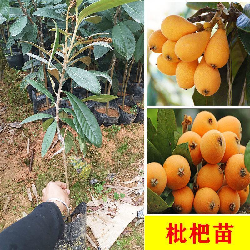 广西枇杷苗嫁接大五星枇杷果树苗南方北方水果苗带土带叶