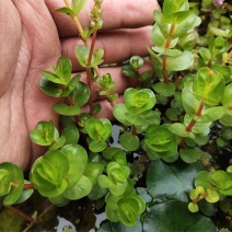 圆叶水草鱼缸造景净化水质水培水生植物花卉浮萍微景观水族箱