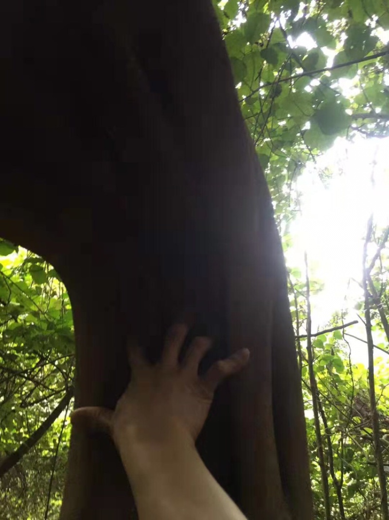鸡血藤预售一手货源批发
