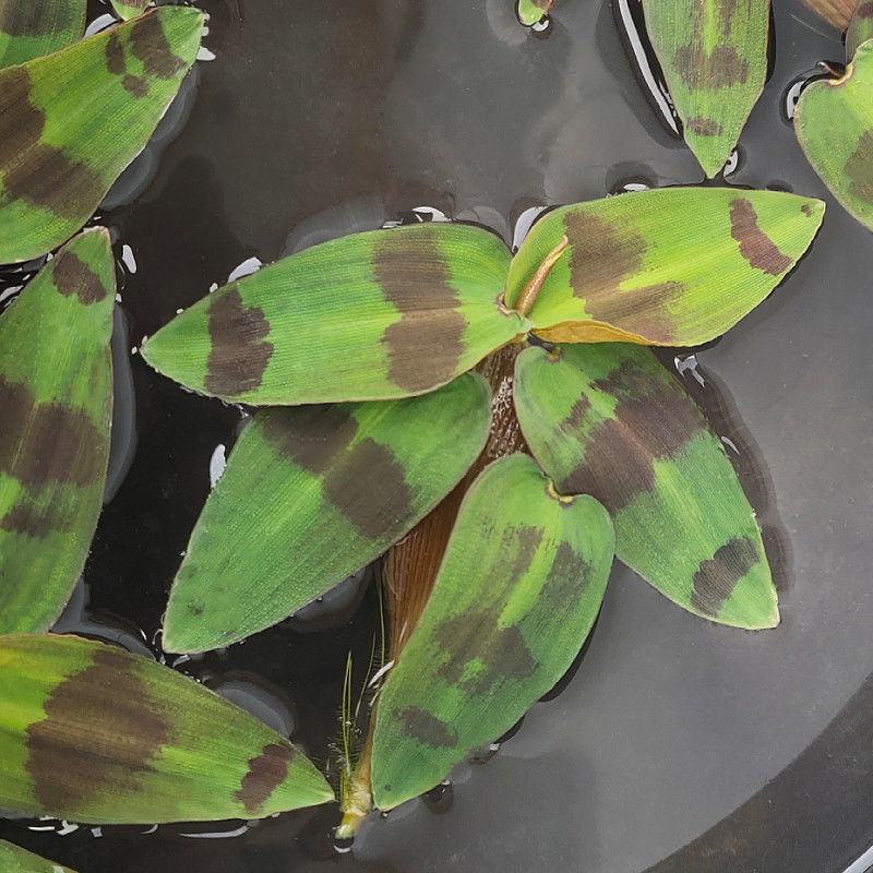 斑竹叶水草浮萍水培水生植物花卉盆栽养龟鱼虾缸微景观阳台绿