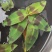 斑竹叶水草浮萍水培水生植物花卉盆栽养龟鱼虾缸微景观阳台绿