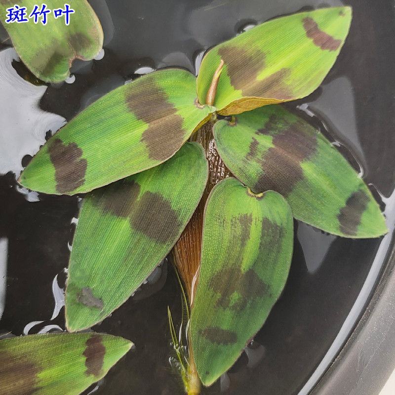斑竹叶水草浮萍水培水生植物花卉盆栽养龟鱼虾缸微景观阳台绿