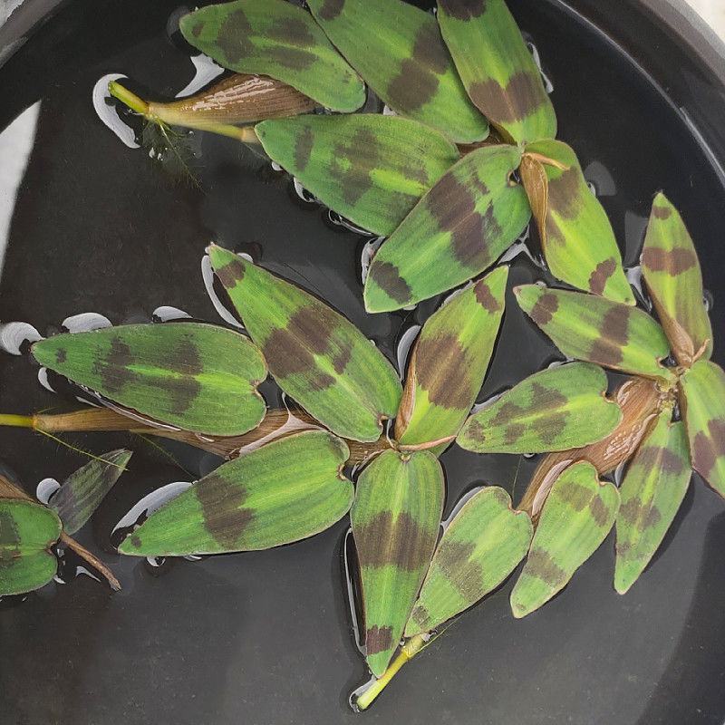 斑竹叶水草浮萍水培水生植物花卉盆栽养龟鱼虾缸微景观阳台绿