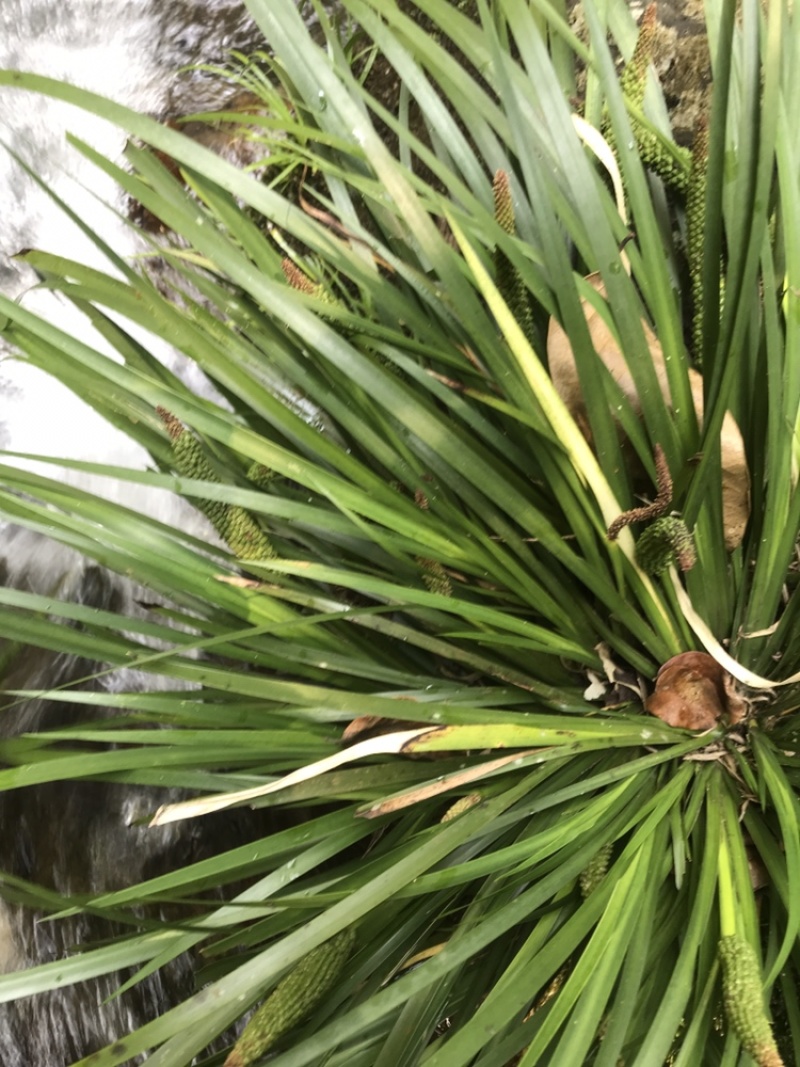 石菖蒲种苗、石菖蒲盆景