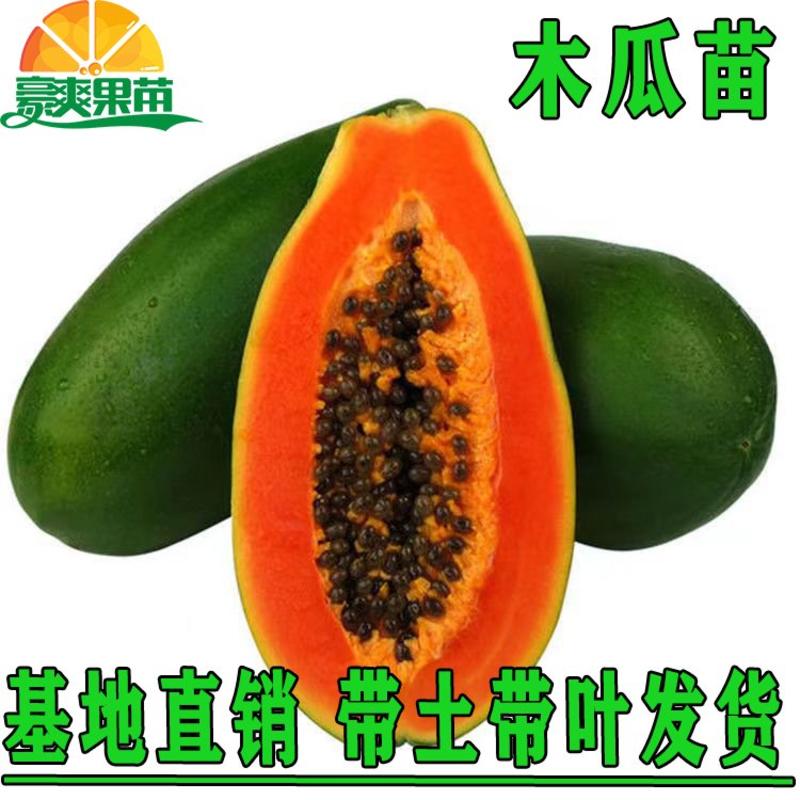 广西木瓜果树苗南方种四季木瓜苗矮化当年结果台湾水果木瓜苗