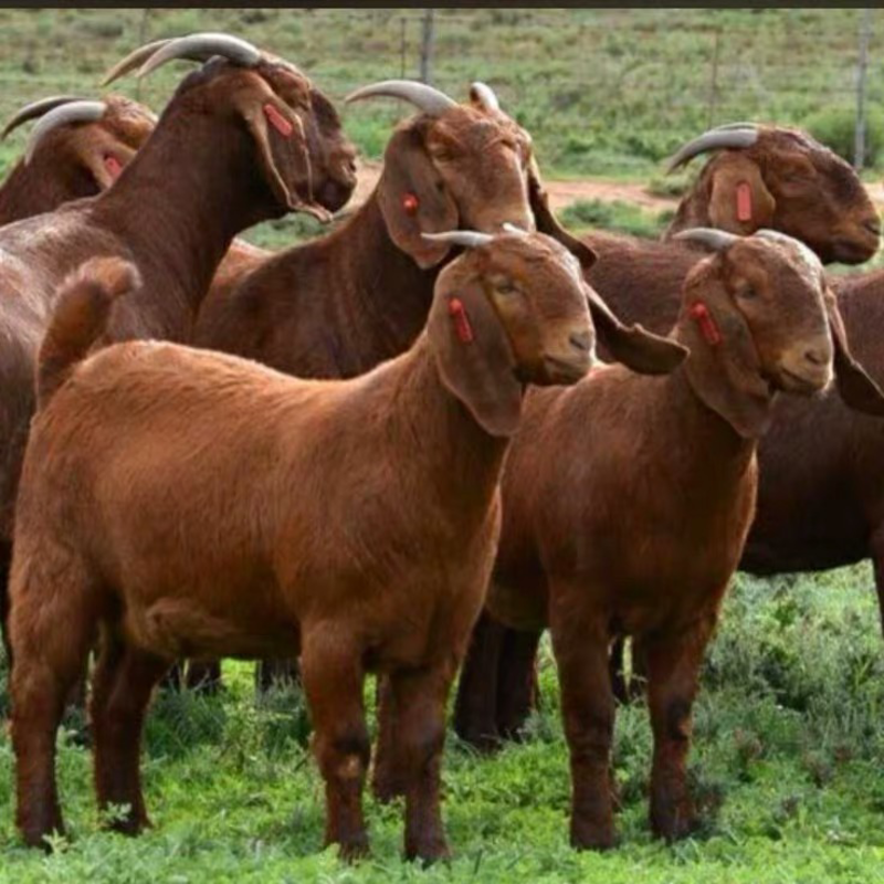 亚洲黄金山羊黄羊养殖种羊羊羔大耳朵山羊养殖场