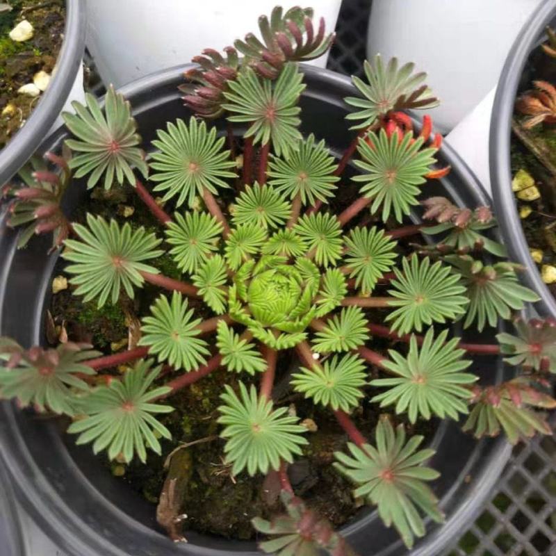 稀有棕榈叶酢浆草孔雀之舞阳台室内花园多年生好养绿植盆栽吸