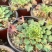 稀有棕榈叶酢浆草孔雀之舞阳台室内花园多年生好养绿植盆栽吸