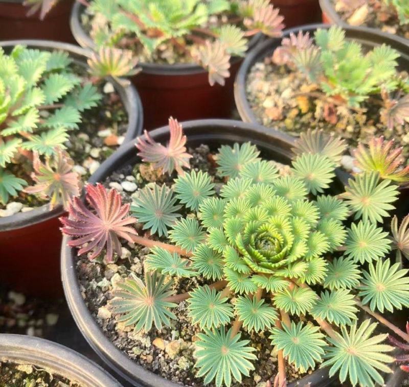 稀有棕榈叶酢浆草孔雀之舞阳台室内花园多年生好养绿植盆栽吸
