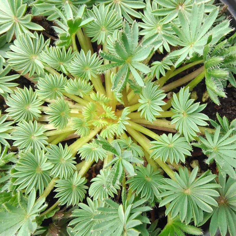 稀有棕榈叶酢浆草孔雀之舞阳台室内花园多年生好养绿植盆栽吸