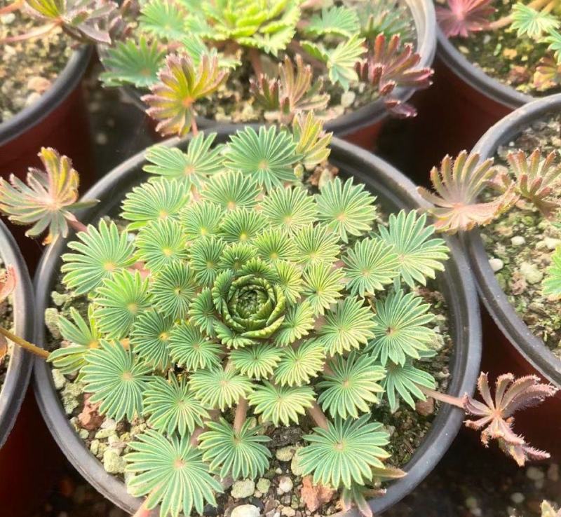 稀有棕榈叶酢浆草孔雀之舞阳台室内花园多年生好养绿植盆栽吸