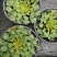稀有棕榈叶酢浆草孔雀之舞阳台室内花园多年生好养绿植盆栽吸