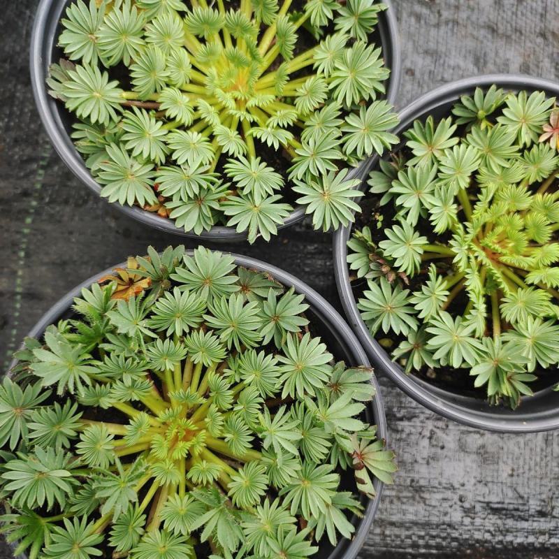 稀有棕榈叶酢浆草孔雀之舞阳台室内花园多年生好养绿植盆栽吸