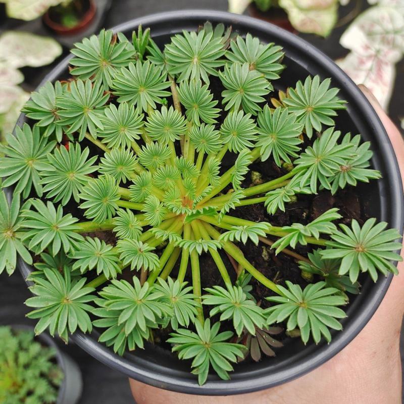 稀有棕榈叶酢浆草孔雀之舞阳台室内花园多年生好养绿植盆栽吸