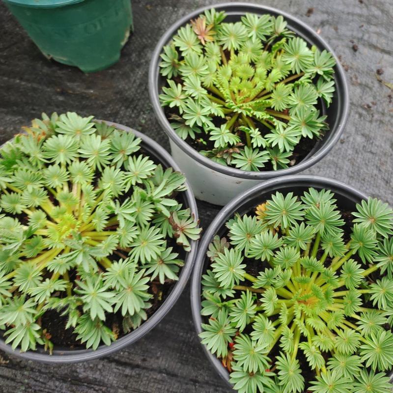 稀有棕榈叶酢浆草孔雀之舞阳台室内花园多年生好养绿植盆栽吸