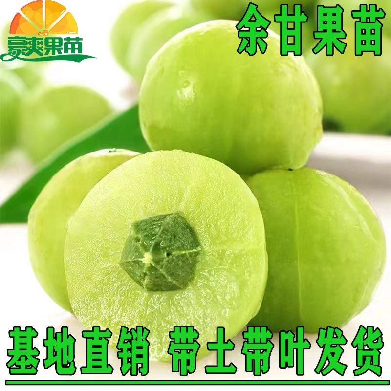 广西余甘果苗油甘子苗牛甘子果树苗大果油甘果树苗地栽盆