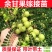 广西余甘果苗油甘子苗牛甘子果树苗大果油甘果树苗地栽盆