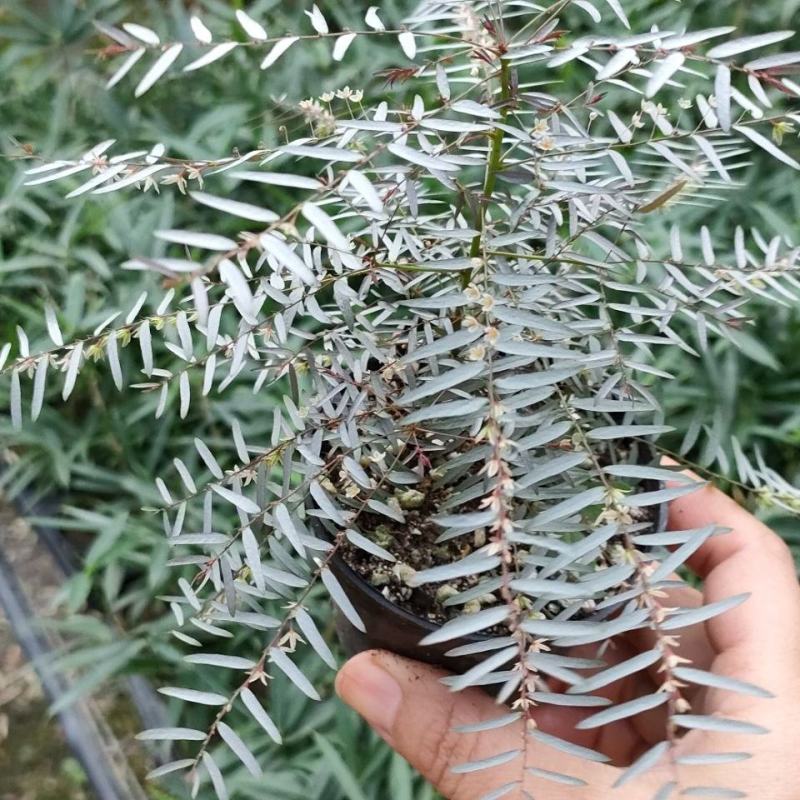 银叶叶下珠日本山野草叶上花叶下花微景观多年生植物奇特植物