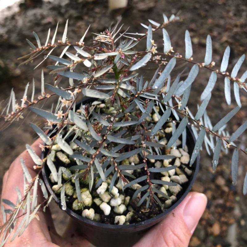 银叶叶下珠日本山野草叶上花叶下花微景观多年生植物奇特植物