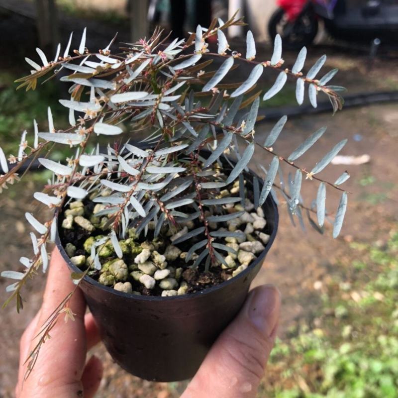 银叶叶下珠日本山野草叶上花叶下花微景观多年生植物奇特植物