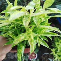 星点木小型盆栽室内净化空气美观又好养的绿植花卉