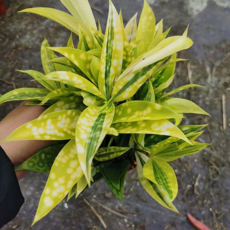 星点木小型盆栽室内净化空气美观又好养的绿植花卉