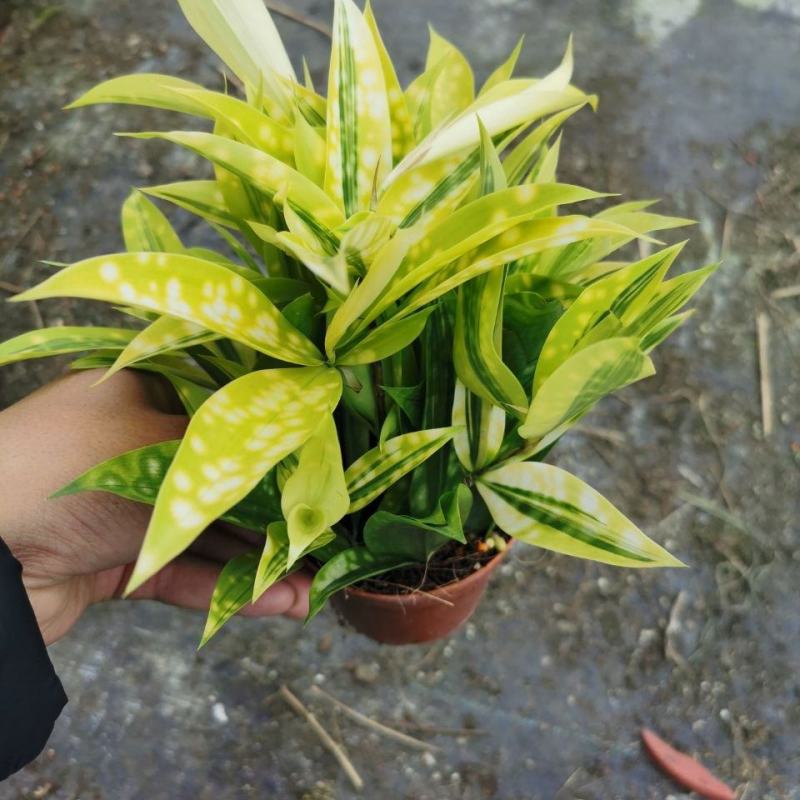 星点木小型盆栽室内净化空气美观又好养的绿植花卉