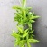 星点木小型盆栽室内净化空气美观又好养的绿植花卉