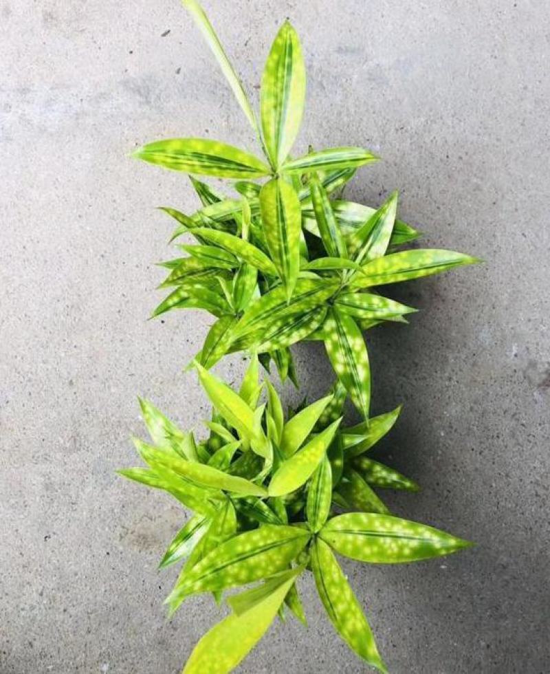 星点木小型盆栽室内净化空气美观又好养的绿植花卉