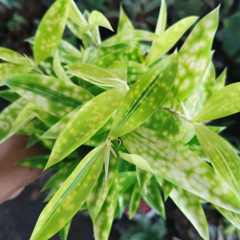 星点木小型盆栽室内净化空气美观又好养的绿植花卉