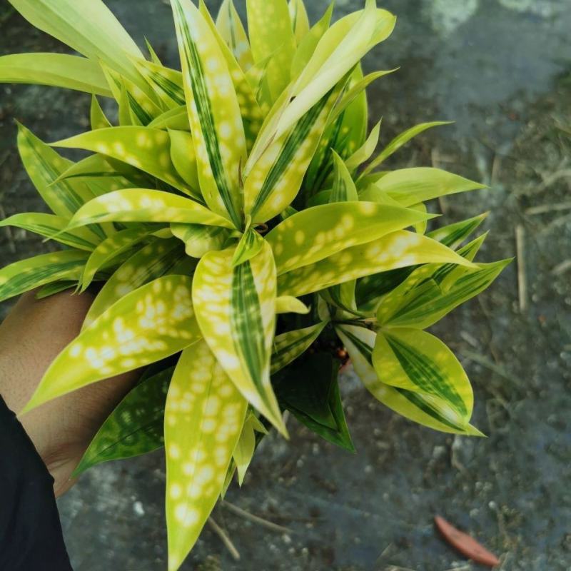 星点木小型盆栽室内净化空气美观又好养的绿植花卉